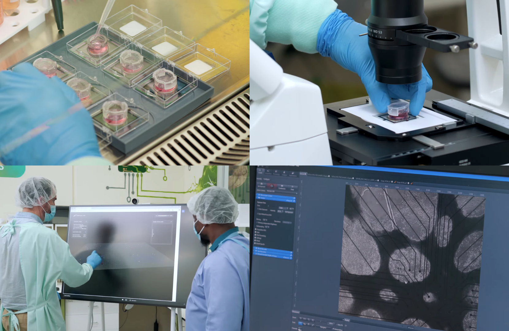 Cortical Labs researchers culturing stem cells, inspecting neurons under a microscope, and analysing neuron activity on a computer interface.